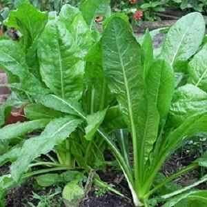 KASINI KEERAI ( CHICORY LEAVES ) KASINI KEERAI ( CHICORY LEAVES )
