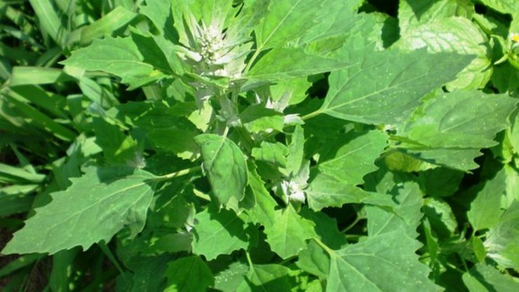 SAKARAVARTHINI KEERAI ( PIG WEED ) SAKARAVARTHINI KEERAI ( PIG WEED )