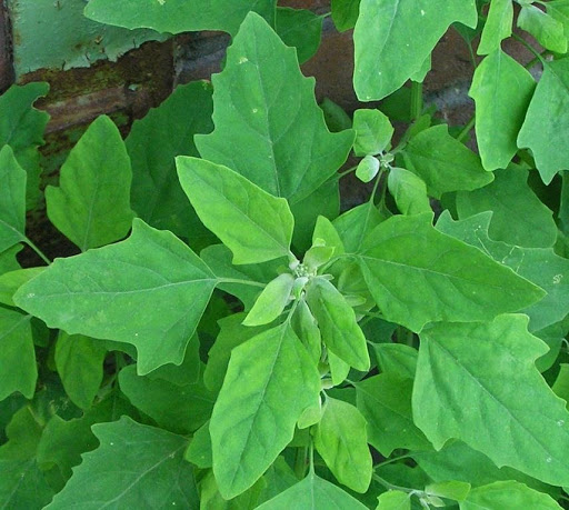 SAKARAVARTHINI KEERAI ( PIG WEED ) SAKARAVARTHINI KEERAI ( PIG WEED )