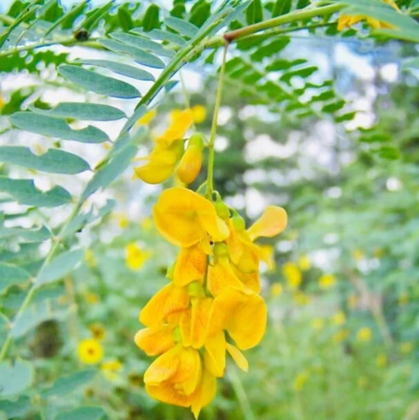 Siddhakathi (சித்தகத்தி) Siddhakathi (சித்தகத்தி)