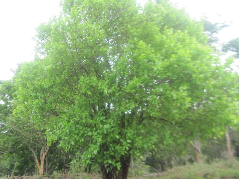 Strycnos Potatorum (தேத்தாங்கொட்டை )