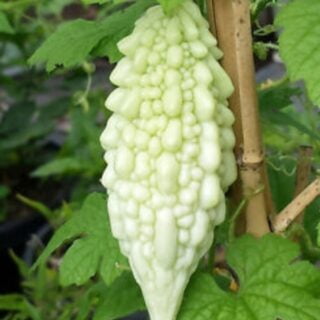 White Bitterguard | வெள்ளை பாகல் White Bitterguard | வெள்ளை பாகல்