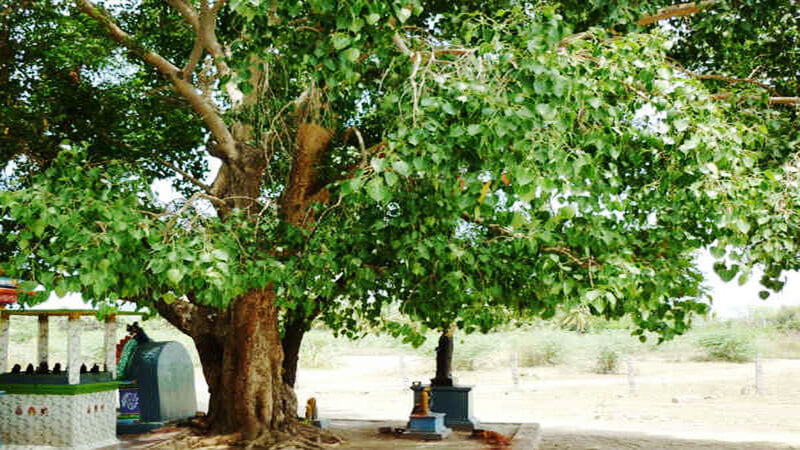 Vilva Maram | Bael (வில்வமரம் ) Vilva Maram | Bael (வில்வமரம் )