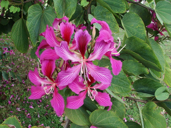 Aaththi Maram | Camel Foot Tree (ஆத்தி மரம்) Aaththi Maram | Camel Foot Tree (ஆத்தி மரம்)