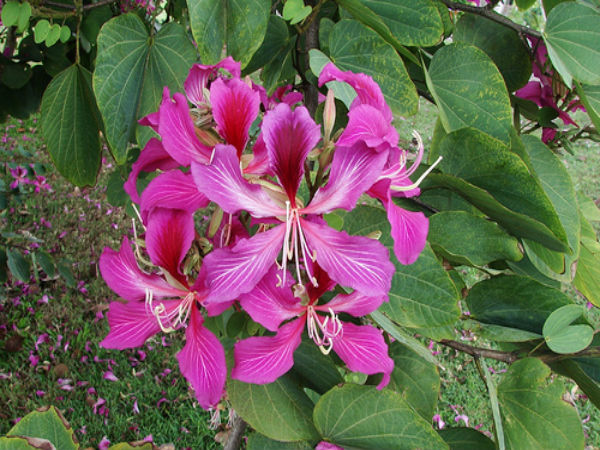 Aaththi Maram | Camel Foot Tree (ஆத்தி மரம்) Aaththi Maram | Camel Foot Tree (ஆத்தி மரம்)