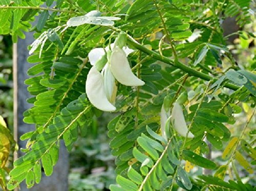 வெள்ளை அகத்தி விதை | White Agaththi Seed