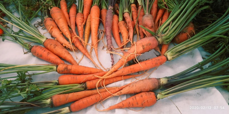 CARROT (கேரட்) CARROT (கேரட்)