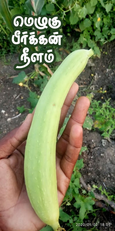 Ridge Gourd ( நுரை பீர்க்கங்காய் ) Ridge Gourd ( நுரை பீர்க்கங்காய் )