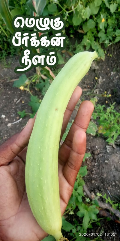Ridge Gourd ( நுரை பீர்க்கங்காய் ) Ridge Gourd ( நுரை பீர்க்கங்காய் )