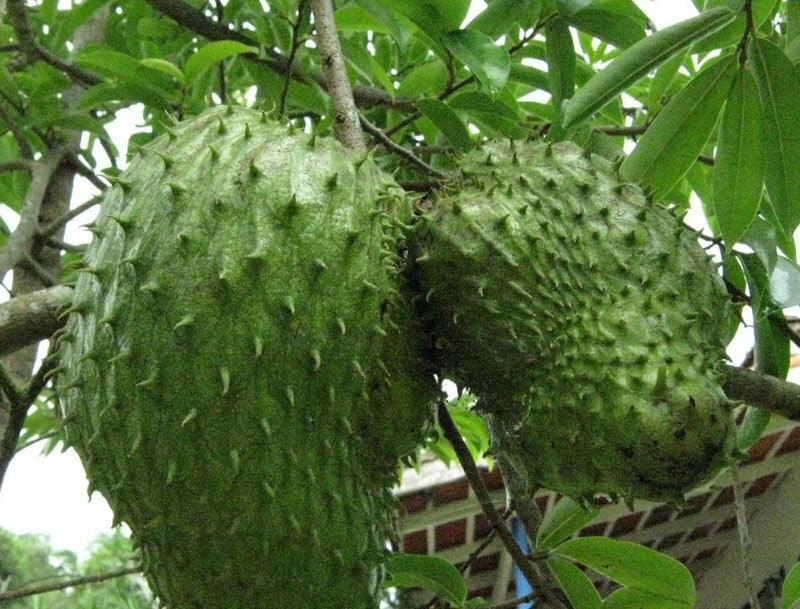 Mull Siththa | முள் சீத்தா Mull Siththa | முள் சீத்தா
