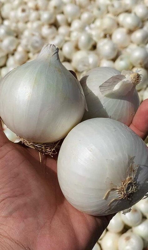 White Onion | வெள்ளை வெங்காயம் White Onion | வெள்ளை வெங்காயம்