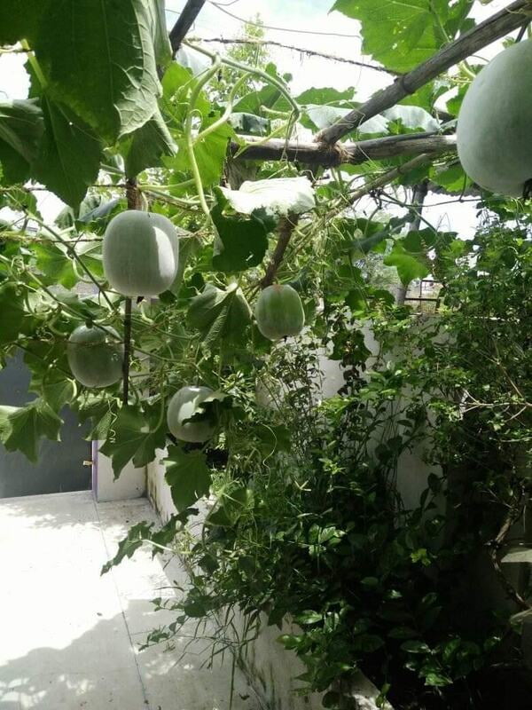 WHITE PUMPKIN (வெண் பூசணி) WHITE PUMPKIN (வெண் பூசணி)