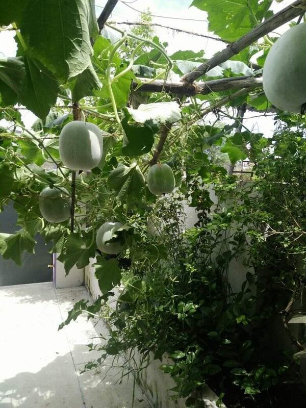 WHITE PUMPKIN (வெண் பூசணி) WHITE PUMPKIN (வெண் பூசணி)