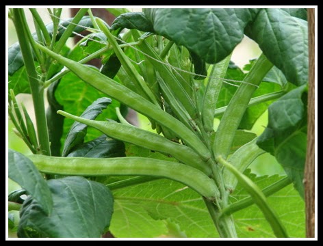 KOTHAVARAI - CLUSTER BEANS KOTHAVARAI - CLUSTER BEANS