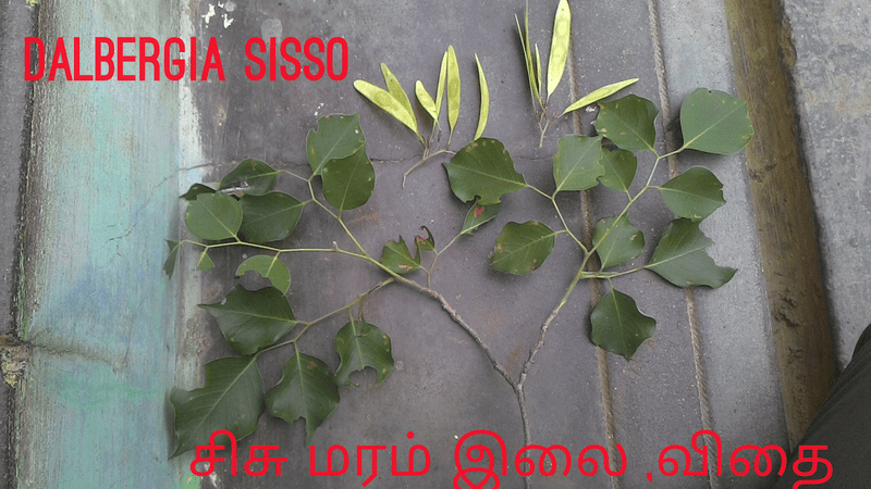 Sisu Maram | Dalbergia sissoo (சிசு மரம் ) Sisu Maram | Dalbergia sissoo (சிசு மரம் )