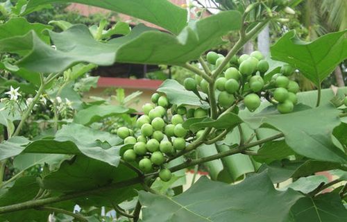 Turkey Berry (சுண்டைக்காய்) Turkey Berry (சுண்டைக்காய்)