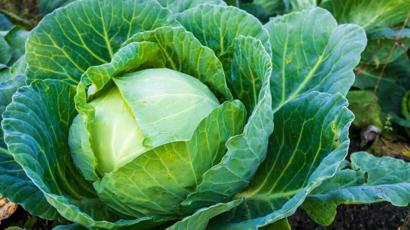 CABBAGE CABBAGE