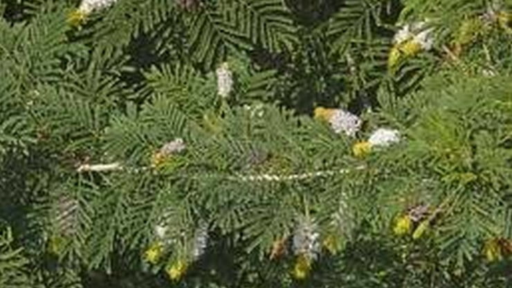 Vanni Maram | Khejri Tree (வன்னி மரம்) Vanni Maram | Khejri Tree (வன்னி மரம்)
