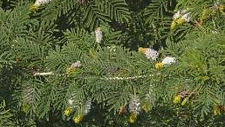 Vanni Maram | Khejri Tree (வன்னி மரம்) Vanni Maram | Khejri Tree (வன்னி மரம்)