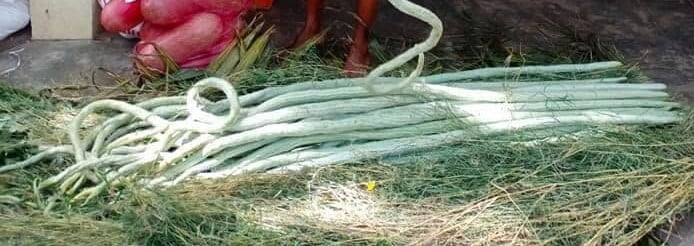 LONG SNAKE GOURD PUDALAI (நீள் புடலை) LONG SNAKE GOURD PUDALAI (நீள் புடலை)