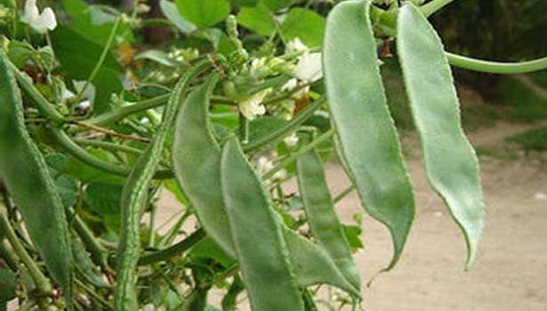 PATTAI AVARAI SEDI BROAD BEANS (செடி பட்டை அவரை) PATTAI AVARAI SEDI BROAD BEANS (செடி பட்டை அவரை)