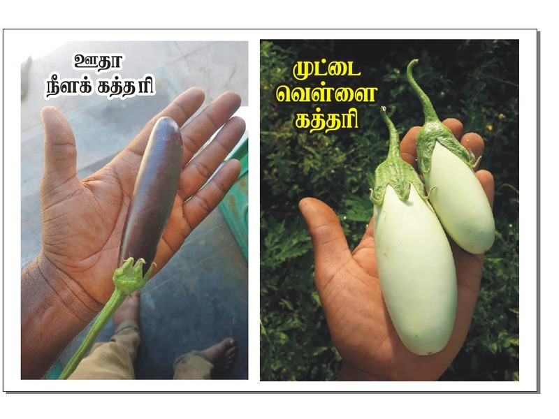 Blue Long Brinjal | ஊதா நீட்ட கத்தரி Blue Long Brinjal | ஊதா நீட்ட கத்தரி