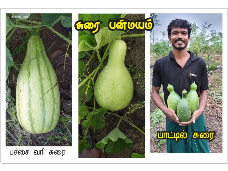 Bottle  - Bottle gourd ( பாட்டில் சுரைக்காய் )