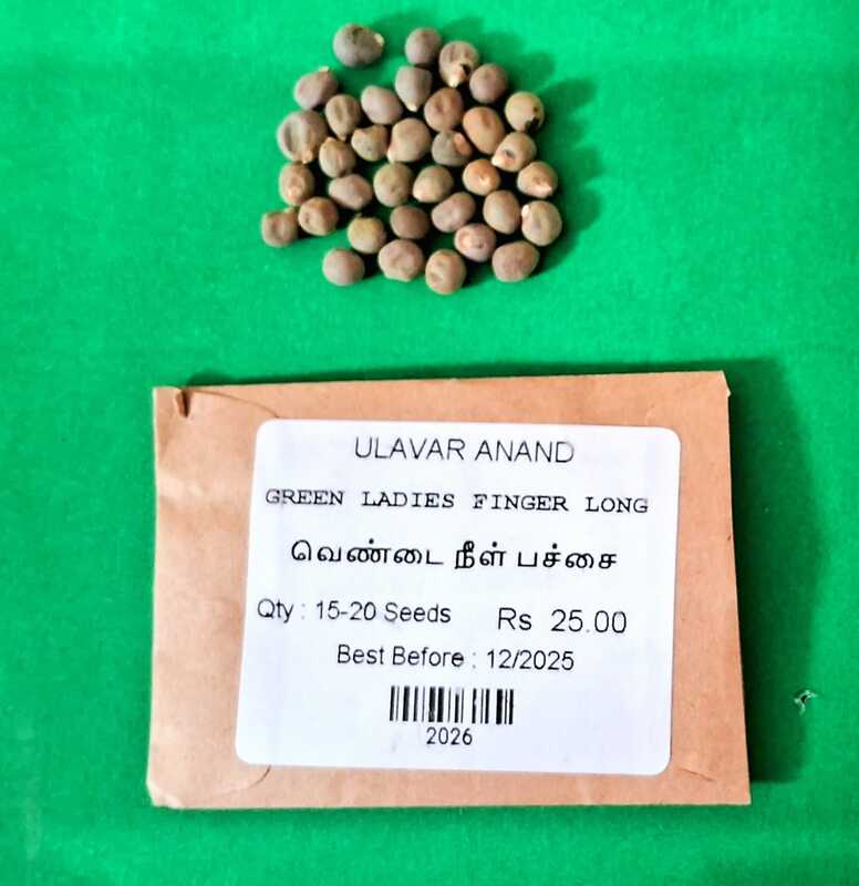 LADIES FINGER LONG GREEN (வெண்டை நீள் பச்சை) LADIES FINGER LONG GREEN (வெண்டை நீள் பச்சை)