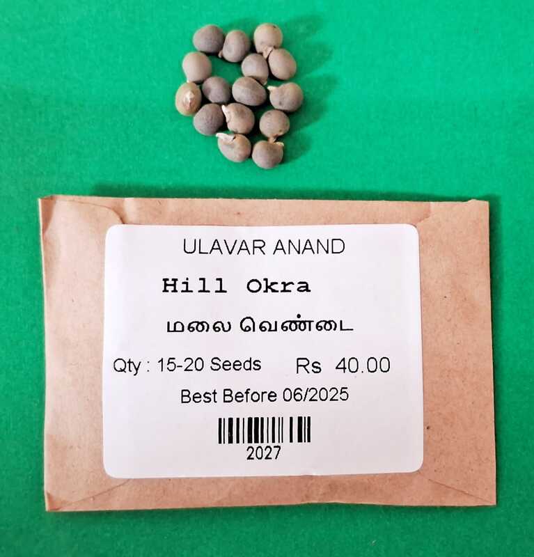 MALAI VENDAI - HILL LADIES FINGER (மலை வெண்டை ) MALAI VENDAI - HILL LADIES FINGER (மலை வெண்டை )