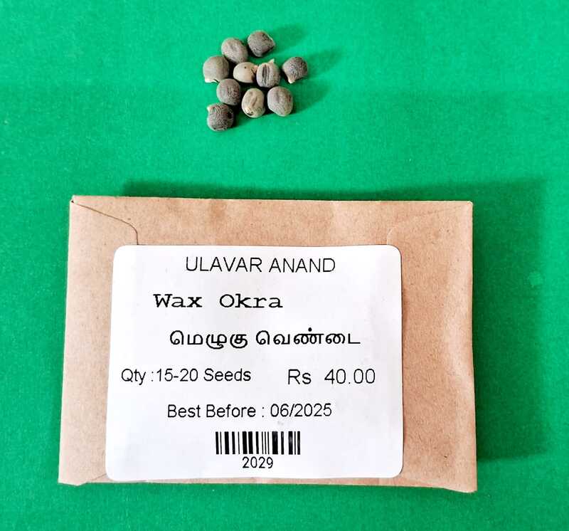 Melugu - Ladies finger ( மெழுகு வெண்டை ) Melugu - Ladies finger ( மெழுகு வெண்டை )
