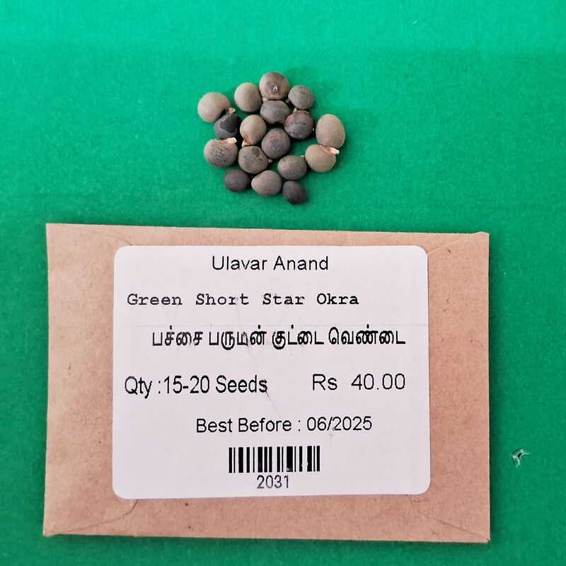 Ladies Finger - Short Paruman ( பச்சை பருமன் குட்டை வெண்டை ) Ladies Finger - Short Paruman ( பச்சை பருமன் குட்டை வெண்டை )
