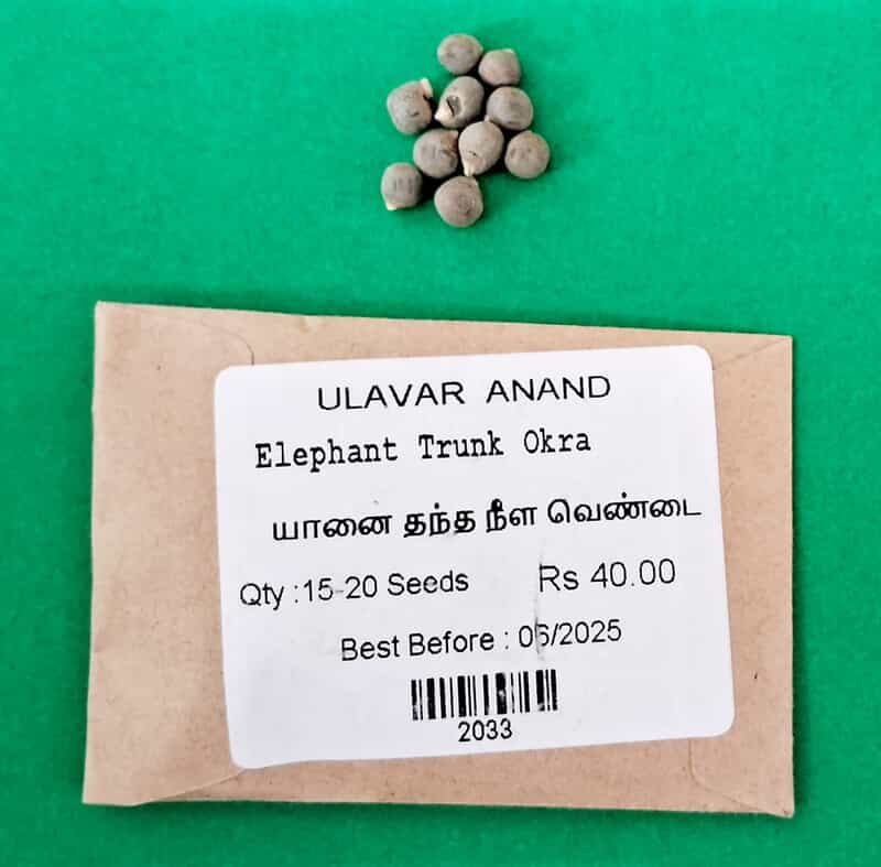 யானை தந்த நீள வெண்டை | Elephant Trunk Ladiesfinger யானை தந்த நீள வெண்டை | Elephant Trunk Ladiesfinger