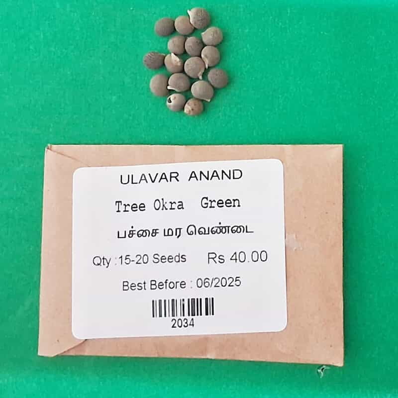 MARA VENDAI - TREE LADIES FINGER ( மர வெண்டை ) MARA VENDAI - TREE LADIES FINGER ( மர வெண்டை )