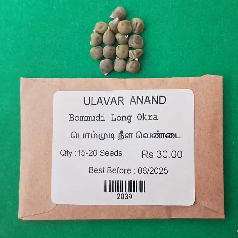 Bommudi Long Ladyfinger | பொம்முடி நீள வெண்டை Bommudi Long Ladyfinger | பொம்முடி நீள வெண்டை