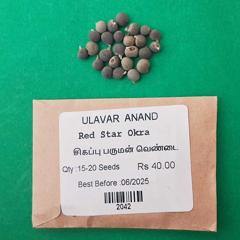 Red Ladies Finger -Short | சிகப்பு பருமன் வெண்டை Red Ladies Finger -Short | சிகப்பு பருமன் வெண்டை