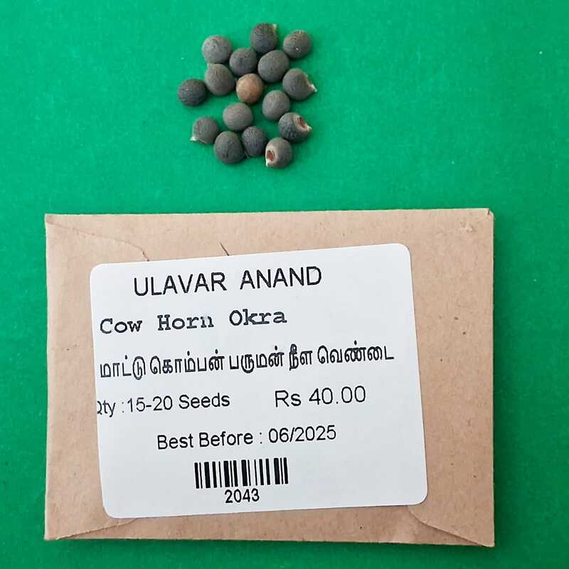 Cow Horn Okra(மாட்டு கொம்பன் பருமன் நீள வெண்டை) Cow Horn Okra(மாட்டு கொம்பன் பருமன் நீள வெண்டை)