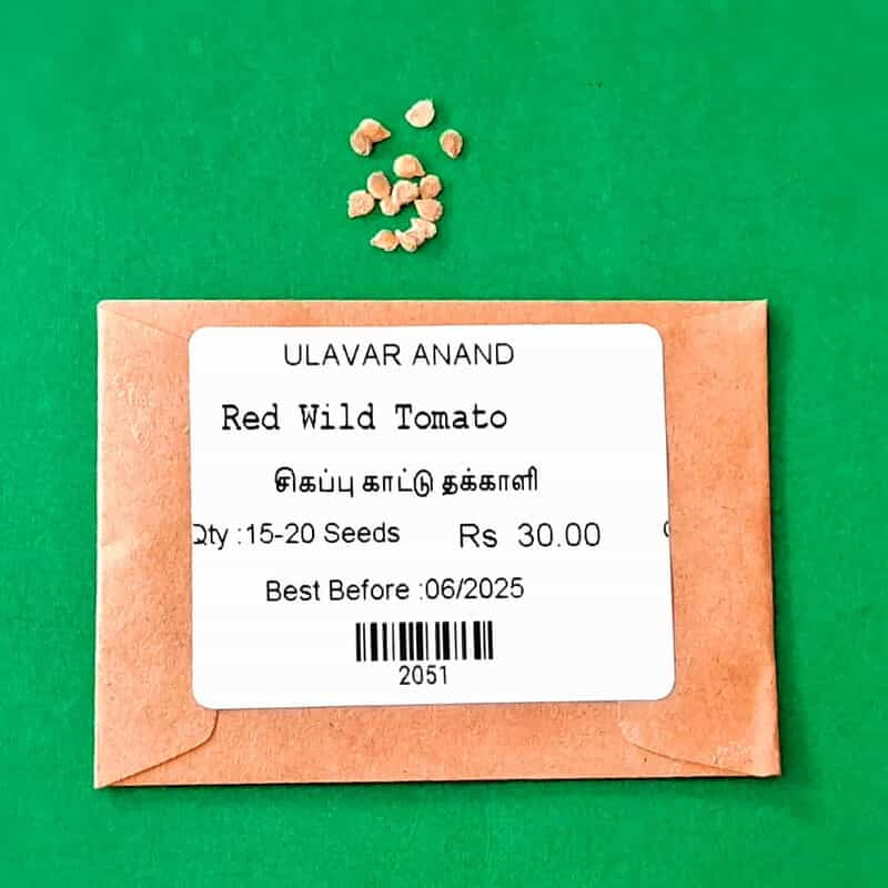 Red Beef Heart Tomotto (சிகப்பு காட்டு தக்காளி ) Red Beef Heart Tomotto (சிகப்பு காட்டு தக்காளி )
