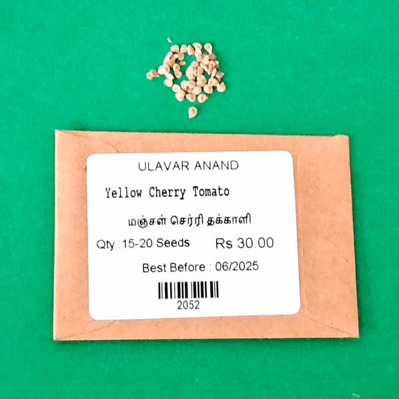 Yello Cherry Tomotto ( மஞ்சள் செர்ரி தக்காளி )