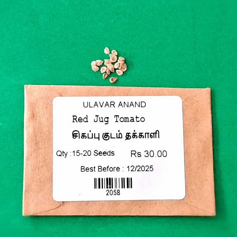 Red Jug Tomato (சிகப்பு குடம் தக்காளி) Red Jug Tomato (சிகப்பு குடம் தக்காளி)