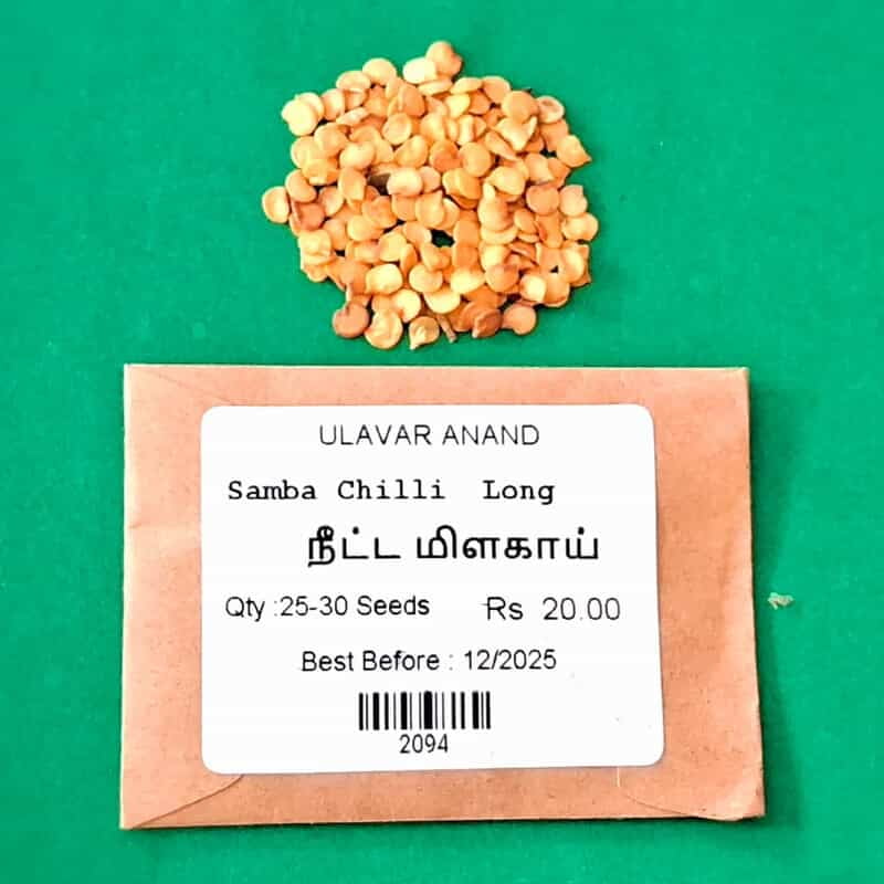 LONG CHILLI (நீள சம்பா மிளகாய்) LONG CHILLI (நீள சம்பா மிளகாய்)