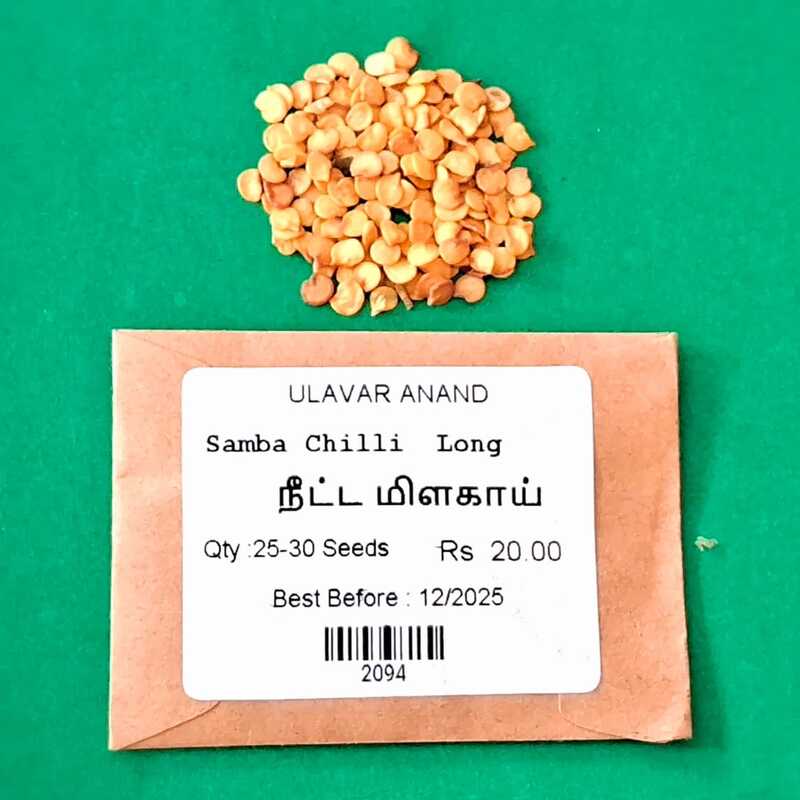 LONG CHILLI (நீள சம்பா மிளகாய்) LONG CHILLI (நீள சம்பா மிளகாய்)