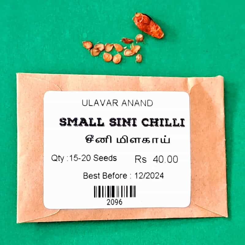 Sini Milagai | சீனி மிளகாய் Sini Milagai | சீனி மிளகாய்