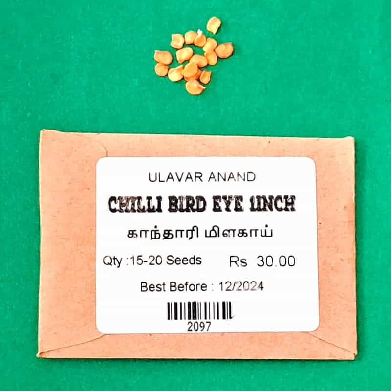 Kanthari Milagai | காந்தாரி மிளகாய் Kanthari Milagai | காந்தாரி மிளகாய்