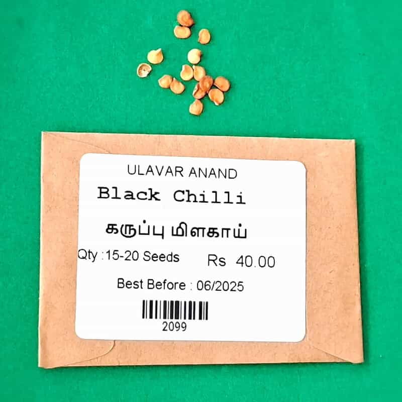 Black Chilli | கருப்பு மிளகாய் Black Chilli | கருப்பு மிளகாய்