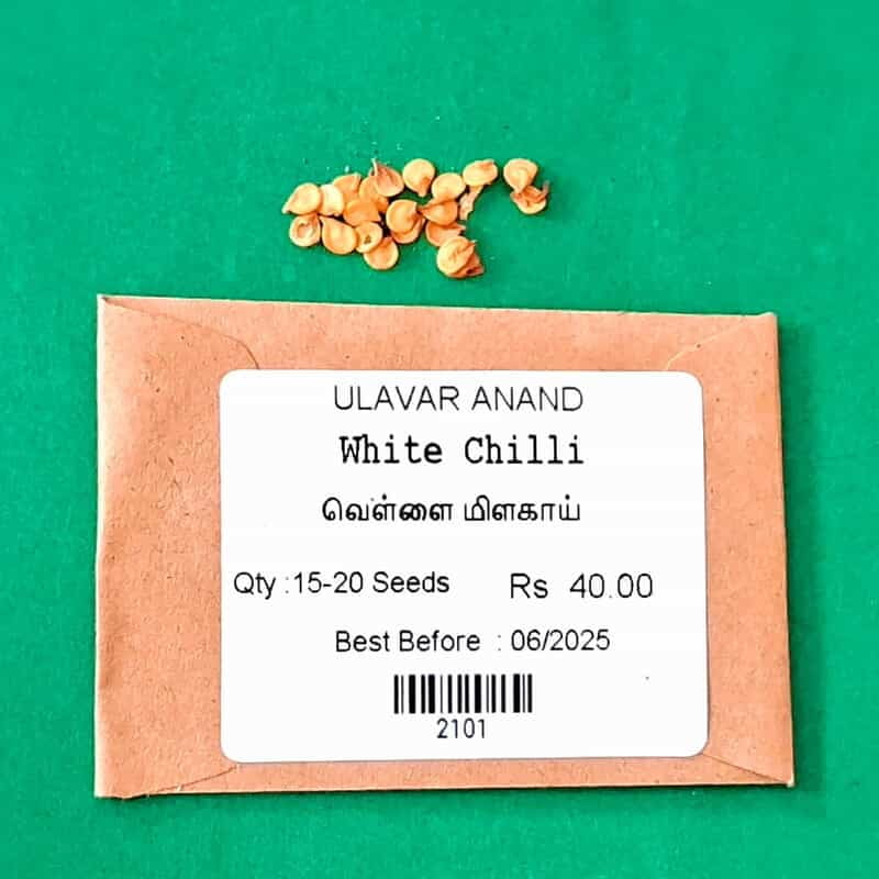 White Chilli | வெள்ளை மிளகாய் White Chilli | வெள்ளை மிளகாய்