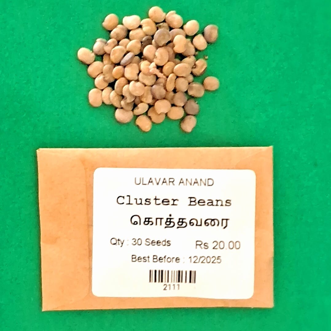 KOTHAVARAI - CLUSTER BEANS (கொத்தவரை) KOTHAVARAI - CLUSTER BEANS (கொத்தவரை)