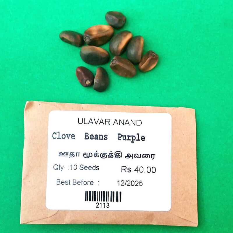 Purple Mookuththi AVARAI ( Clove Beans ) Purple Mookuththi AVARAI ( Clove Beans )
