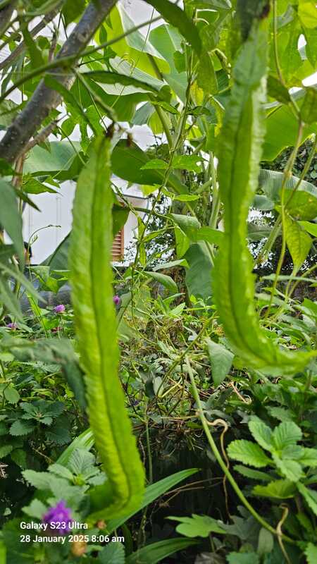 Winged beans ( நீட்ட சிறகு அவரை ) Winged beans ( நீட்ட சிறகு அவரை )