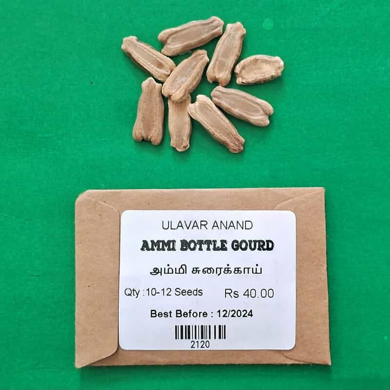 Ammi Bottle Gourd ( அம்மி சுரைக்காய் ) Ammi Bottle Gourd ( அம்மி சுரைக்காய் )