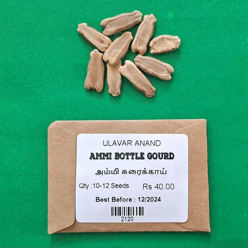 Ammi Bottle Gourd ( அம்மி சுரைக்காய் ) Ammi Bottle Gourd ( அம்மி சுரைக்காய் )